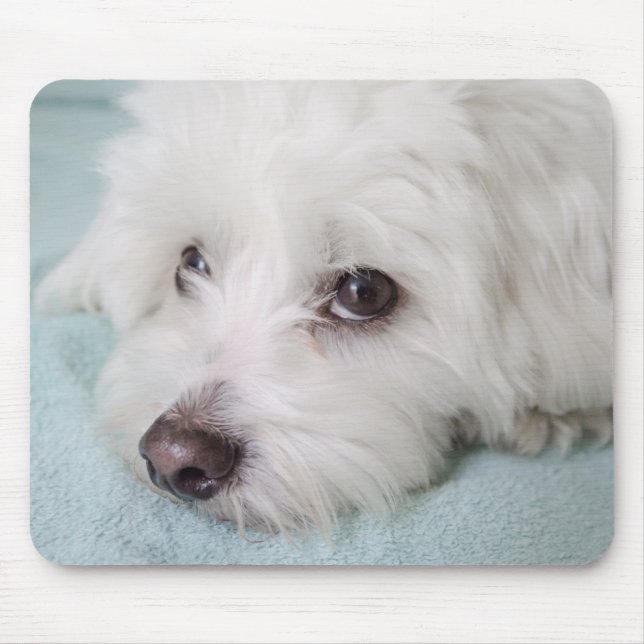 Tapis De Souris Yeux de Tulear Puppy de coton (Devant)