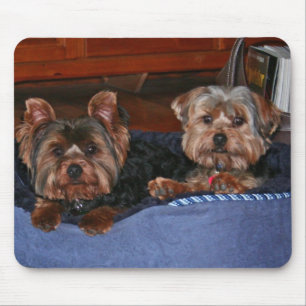 Tapis De Souris Yorkies - copains