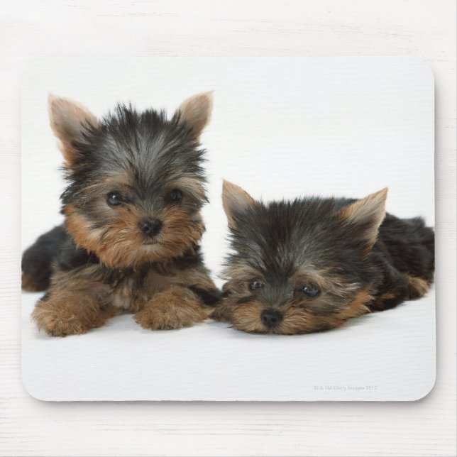 Tapis De Souris Yorkshire Terrier (Devant)