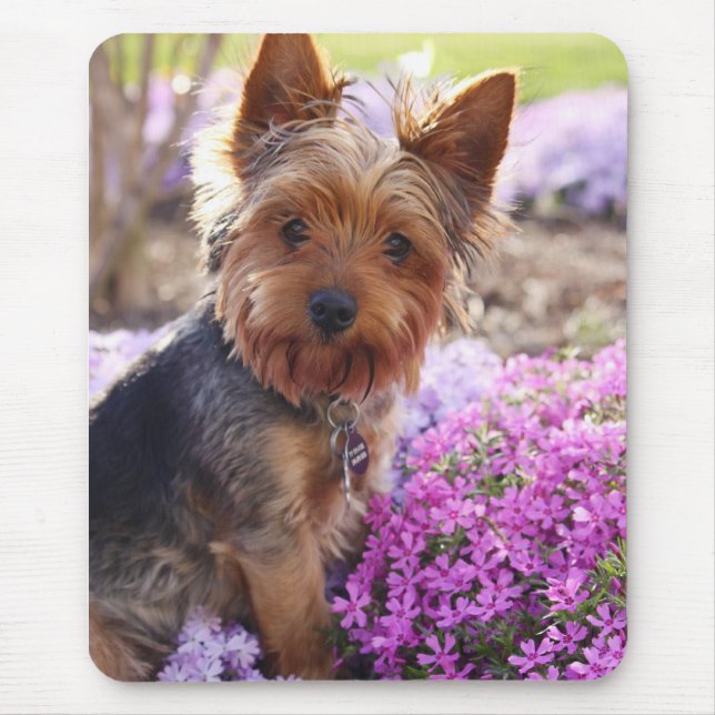 Tapis De Souris Yorkshire Terrier (Devant)