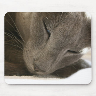Tapis oriental de souris de chat de Shorthair