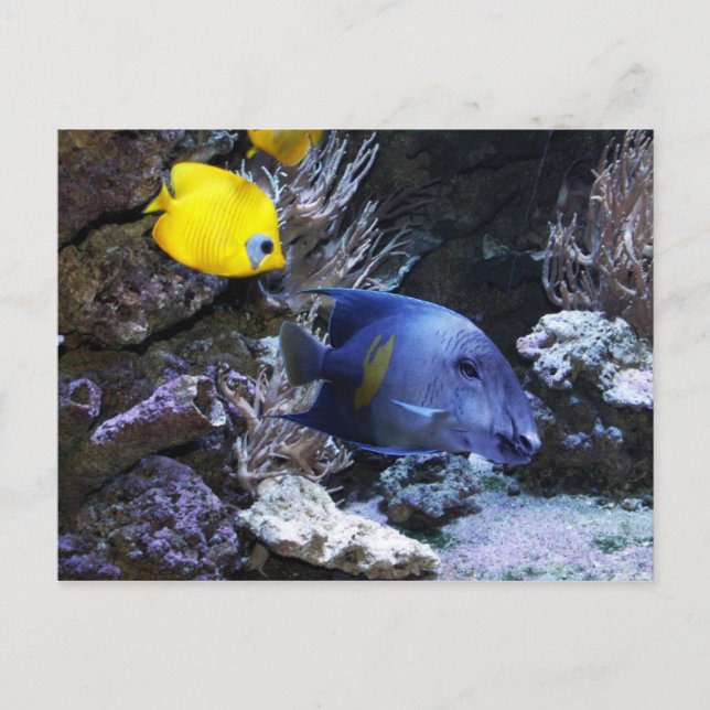 Tapish postcard (Front)