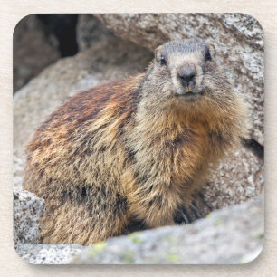 Tapisserie de 6 dessous de verre Marmotte alpine