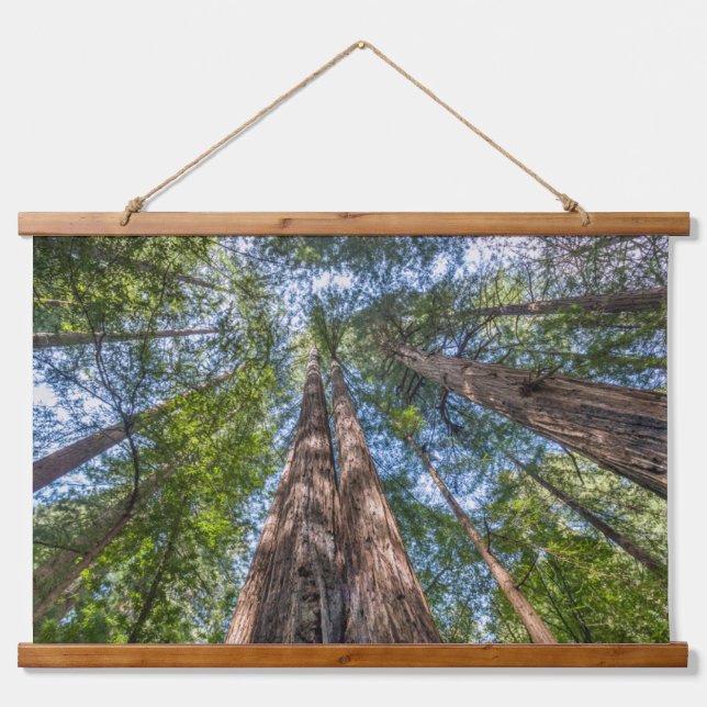 Tapisserie Suspendue Arbres séquoias | Comté de Marin, Californie (Devant)
