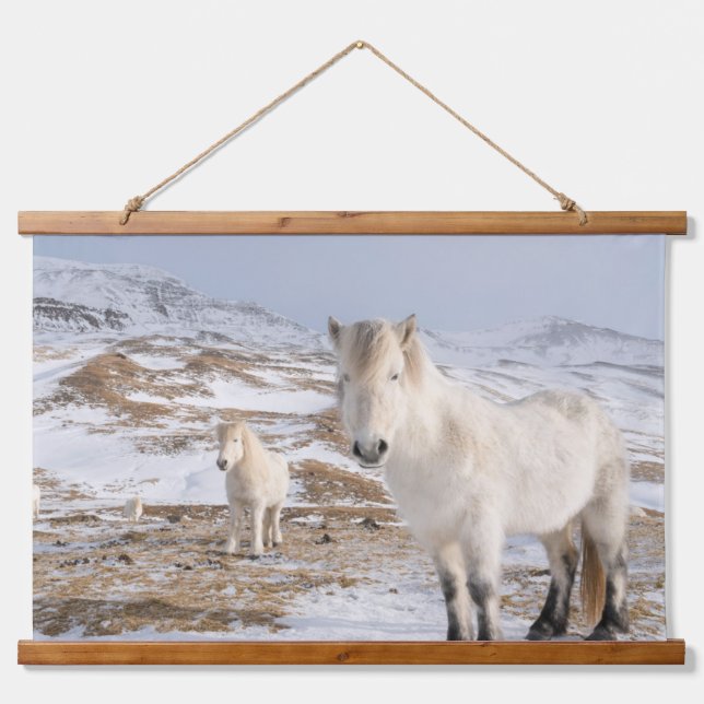 Tapisserie Suspendue Cheval islandais | Blonduos, Islande (Devant)