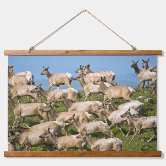 Tapisserie Suspendue Tule Elk| Point Reyes National Seashore, CA (Devant)
