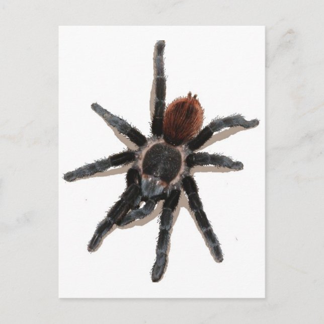 Taranchula spider live pet postcard (Front)