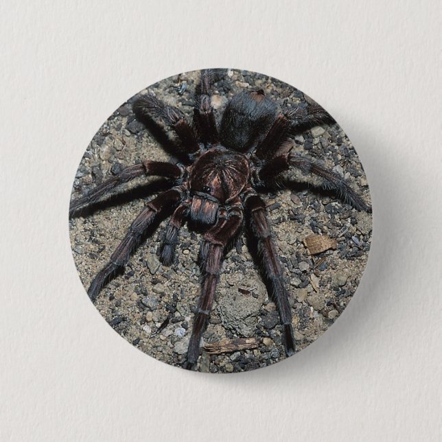 Tarantula 2 Inch Round Button (Front)