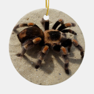 Tarantula brachypelma red knee poisonous ceramic ornament