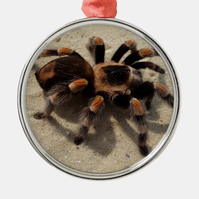 Tarantula brachypelma red knee poisonous metal ornament (Front)