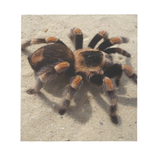 Tarantula brachypelma red knee poisonous notepad