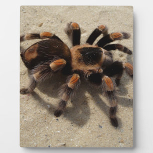 Tarantula brachypelma red knee poisonous plaque