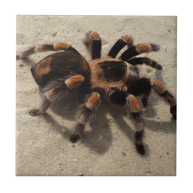 Tarantula brachypelma red knee poisonous tile (Front)