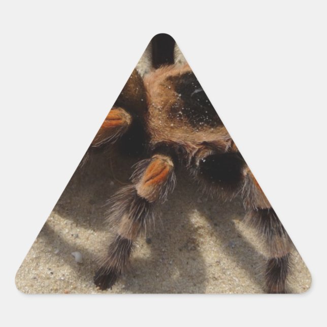Tarantula brachypelma red knee poisonous triangle sticker (Front)