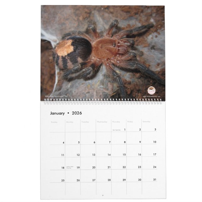 Tarantula Calendar for 2018 (Jan 2026)