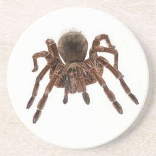 TARANTULA COASTER