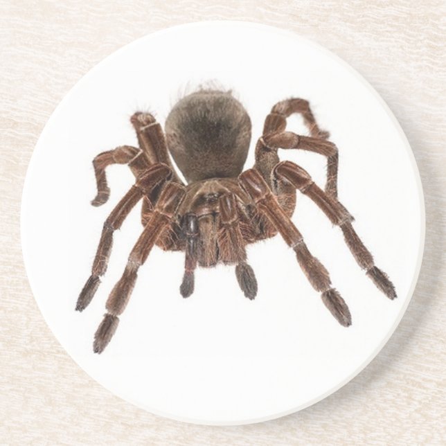 TARANTULA COASTER (Front)