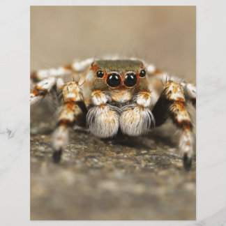 Tarantula Jumping Bird Spider awesome accessories