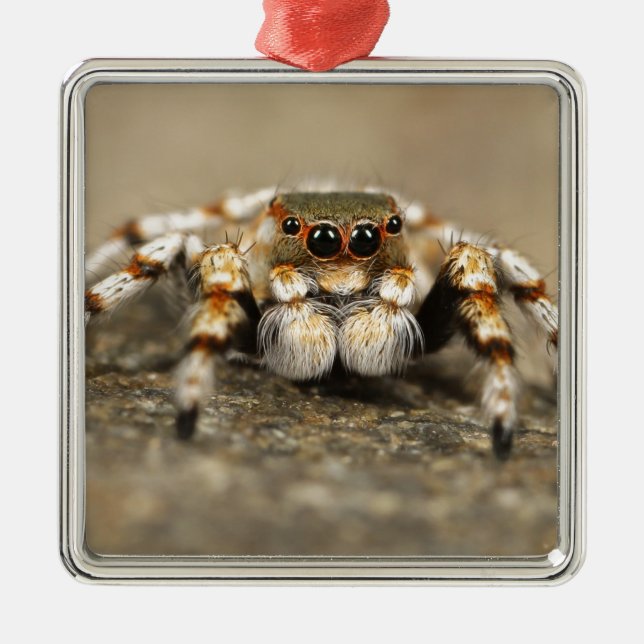 Tarantula Jumping Bird Spider awesome accessories Metal Ornament (Front)