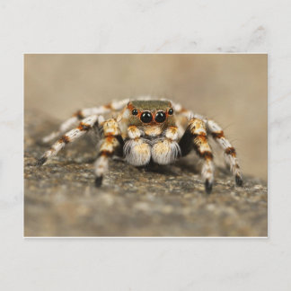 Tarantula Jumping Bird Spider awesome accessories Postcard