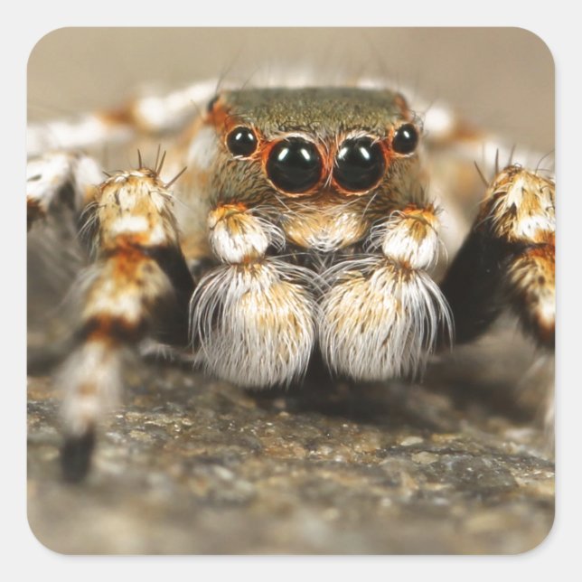 Tarantula Jumping Bird Spider awesome accessories Square Sticker (Front)