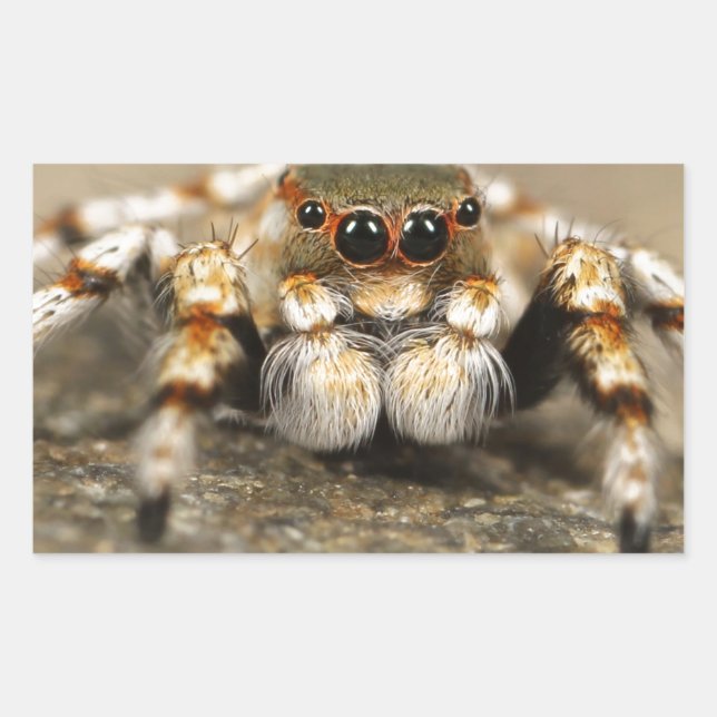 Tarantula Jumping Bird Spider awesome accessories Sticker (Front)