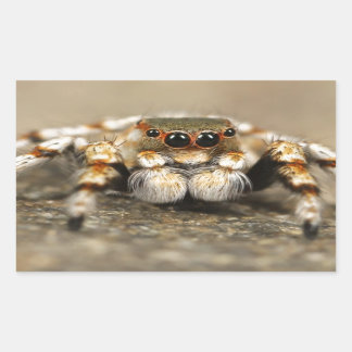 Tarantula Jumping Bird Spider awesome accessories Sticker