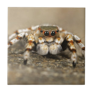 Tarantula Jumping Bird Spider awesome accessories Tile