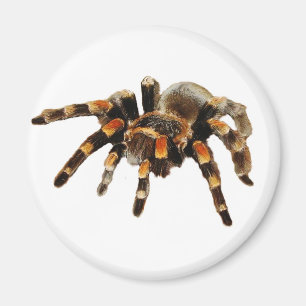 Tarantula Magnet