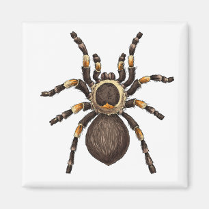 Tarantula Magnet