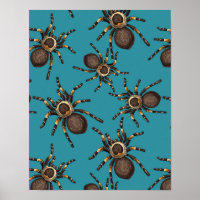 Tarantula on blue