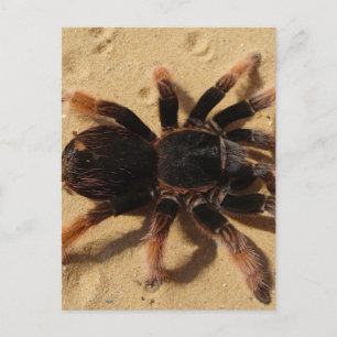 Tarantula Photo Postcard