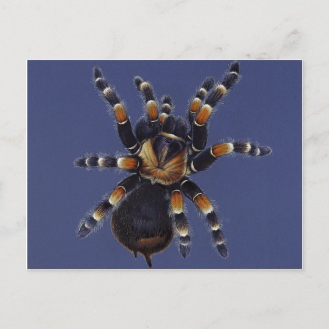 Tarantula Portrait Postcard (Front)