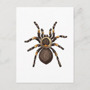 Tarantula Postcard