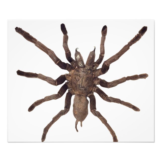 Tarantula Poster (Front)