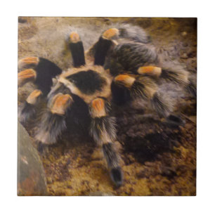 Tarantula Small (4.25" x 4.25") Ceramic Photo Tile
