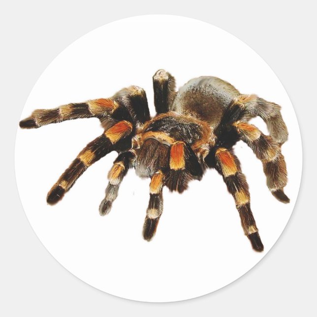 Tarantula spider black and orange classic round sticker (Front)