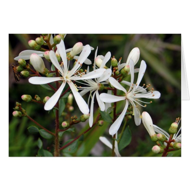 Tarflower (Devant Horizontal)