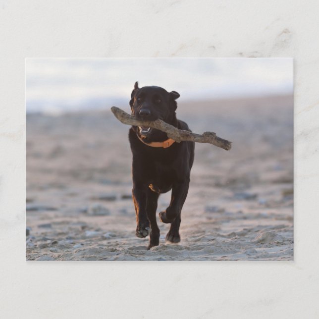 tarifa, cadiz, spain postcard (Front)