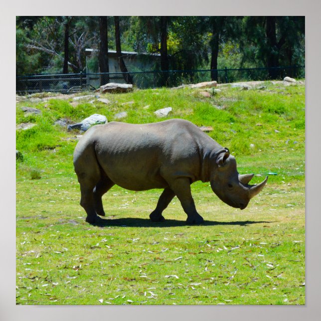 Taronga Western Plains Zoo Dubbo - Rhino Poster (Front)