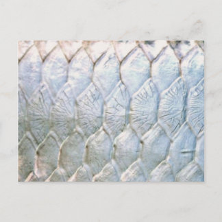 Tarpon by PatternWear© Postcard