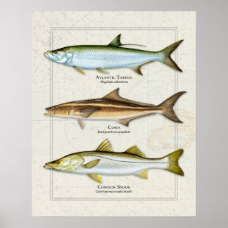 Tarpon, Cobia, Snook Trio Poster