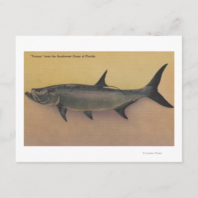 Tarpon Fish from SW Coast of FloridaFlorida Postcard (Front)