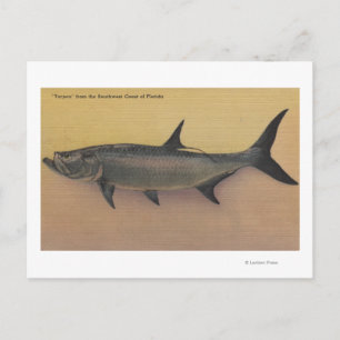 Tarpon Fish from SW Coast of FloridaFlorida Postcard