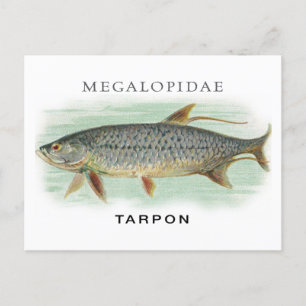Tarpon Fishing vintage fish illustration with name Postcard