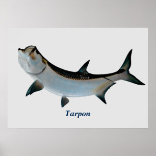 Tarpon Poster