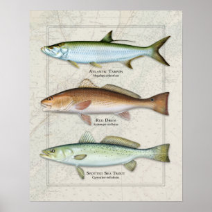 Tarpon, Red Drum, Sea Trout Trio Poster