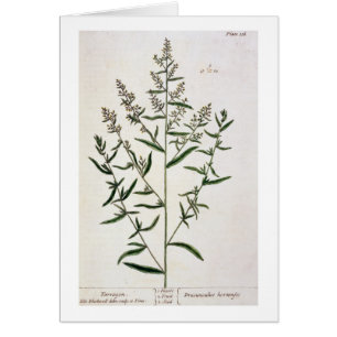 Tarragon, plate 116 from 'A Curious Herbal', publi