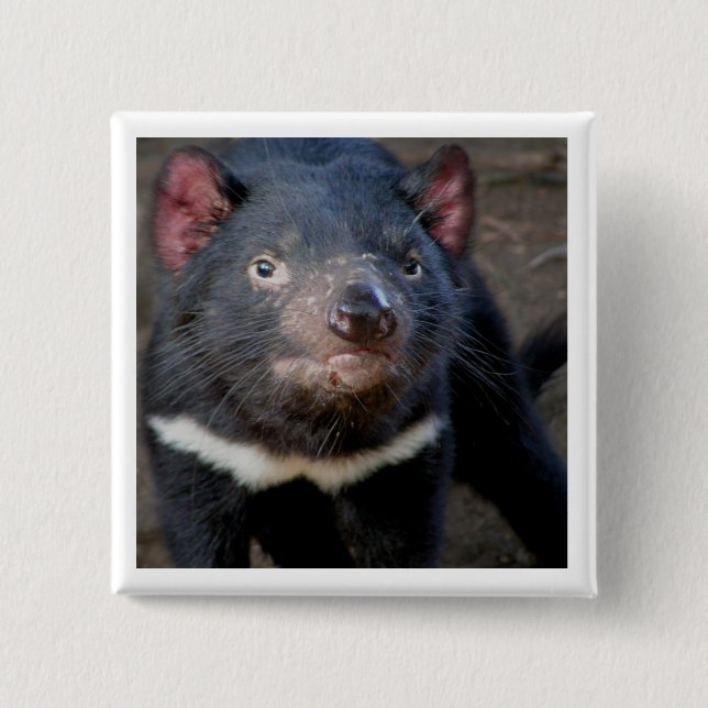 Tasmanian Devil 2 Inch Square Button (Front)
