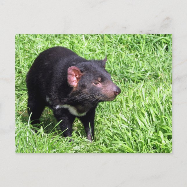 tasmanian devil australia postcard (Front)